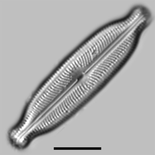 Neidiopsis Genera Diatoms Of North America